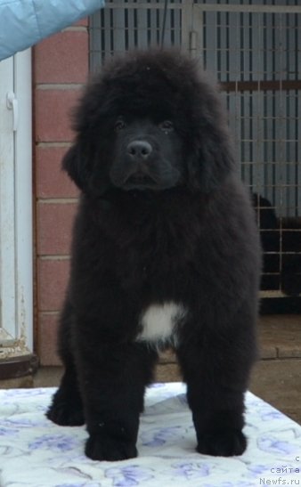 Фото: One and Only in My Heart Midnight Bear от, ньюфаундленд Inflame My Heart Midnight Bear, и, ньюфаундленд Daze Everyone Midnight Bear