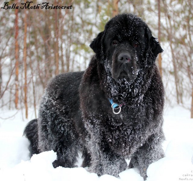 Фотография № 115784