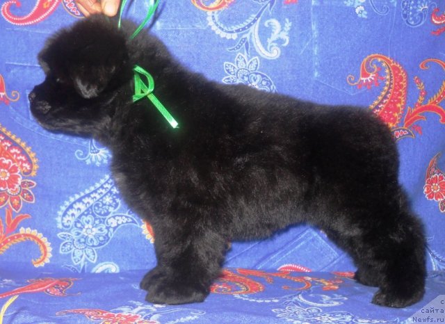 Фото: ньюфаундленд Радость Кайзера Вильгельма