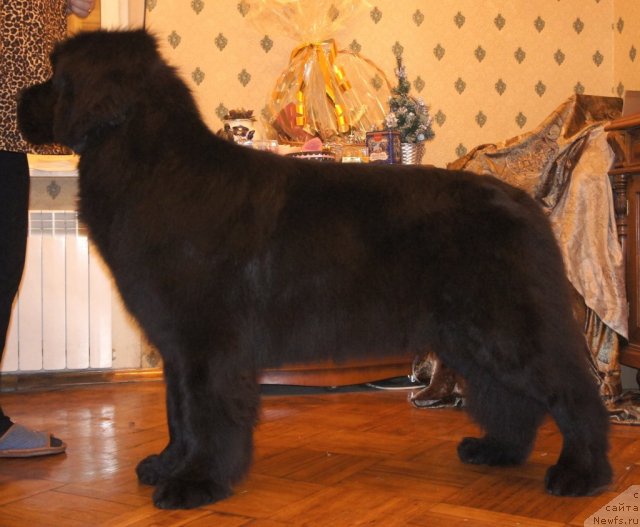 Фото: ньюфаундленд Смигар Галакси Шелл Вин (Smigar Galaxsy Shall Win)