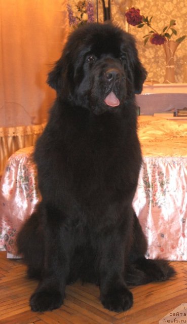 Фото: ньюфаундленд Смигар Галакси Шелл Вин (Smigar Galaxsy Shall Win)