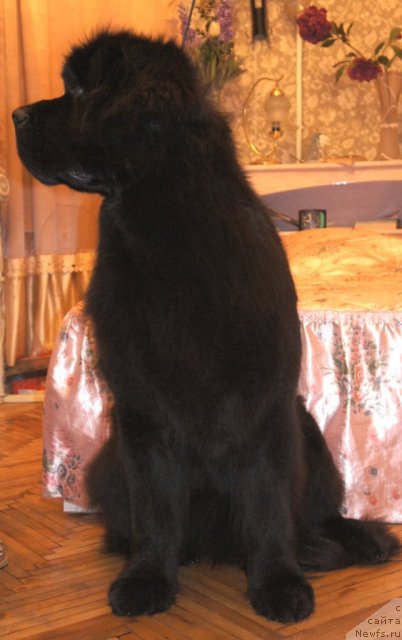 Фото: ньюфаундленд Смигар Галакси Шелл Вин (Smigar Galaxsy Shall Win)