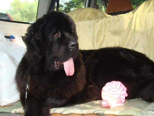 Фото: ньюфаундленд Обаятельная Леди от Ласкового Дельфина