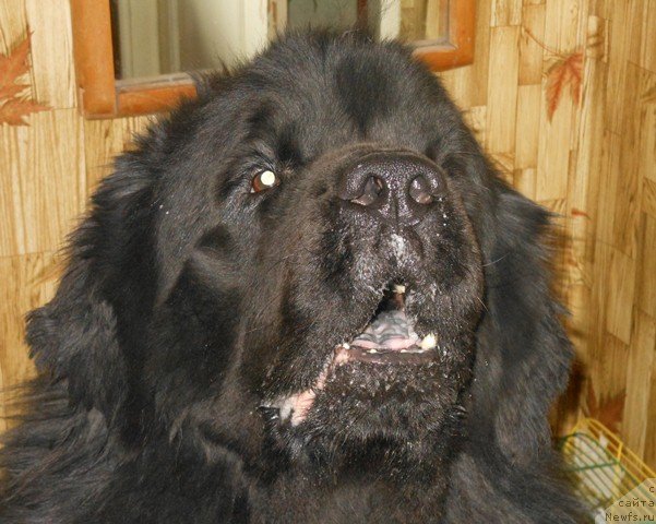 Фото: ньюфаундленд Винсент из Медвежьего Яра (Vincent iz Medvejyego Yara)