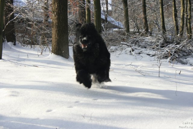 Фото: ньюфаундленд Соткана из Цветов Кара Дениз (Sotkana iz Tsvetov Kara Deniz)