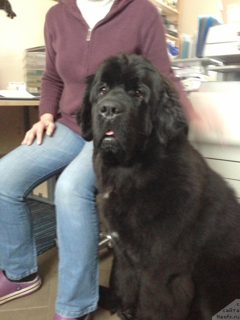 Фото: ньюфаундленд Бегущая по Волнам Фиребалл