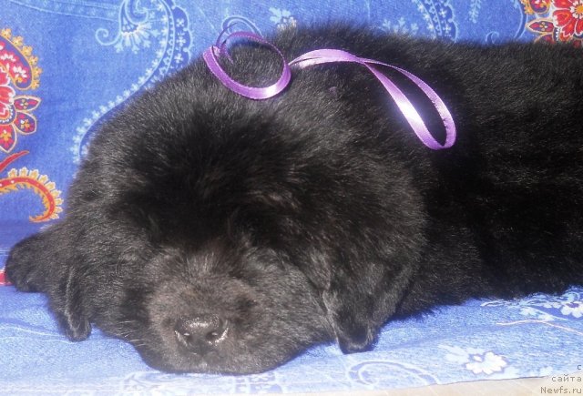 Фото: ньюфаундленд Риск Мавензи Аметист