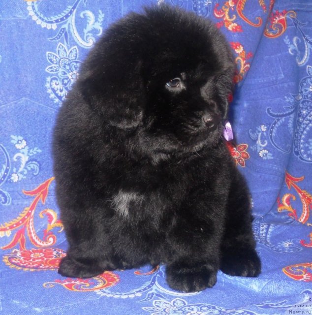 Фото: ньюфаундленд Риск Мавензи Аметист