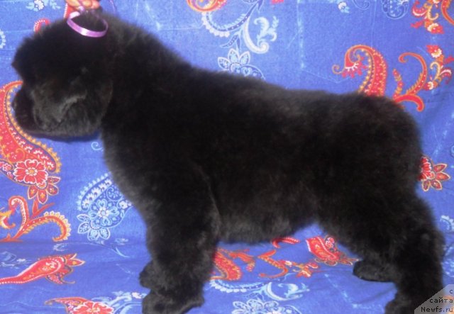 Фото: ньюфаундленд Риск Мавензи Аметист