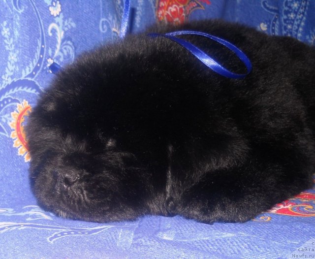 Фото: ньюфаундленд Рэй Спящий Вулкан