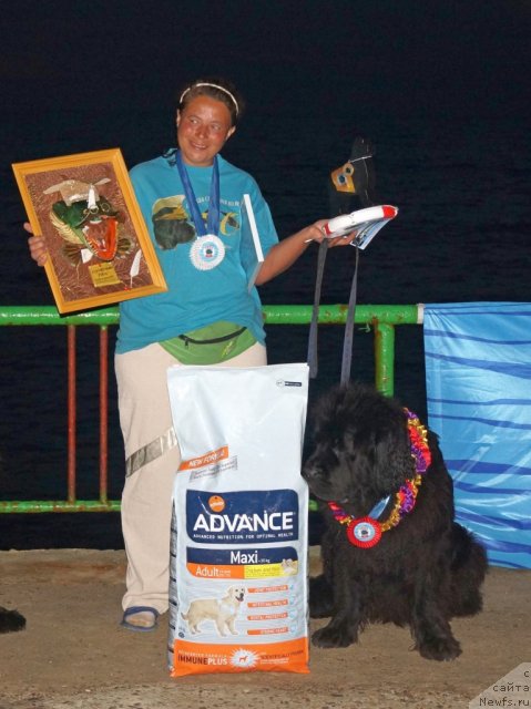 Фото: ньюфаундленд Талула Белл (Talula Bell), Анна Ковалёва