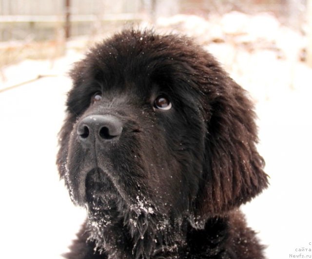 Фотография № 115828