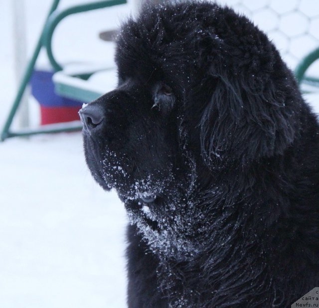 Фотография № 115831