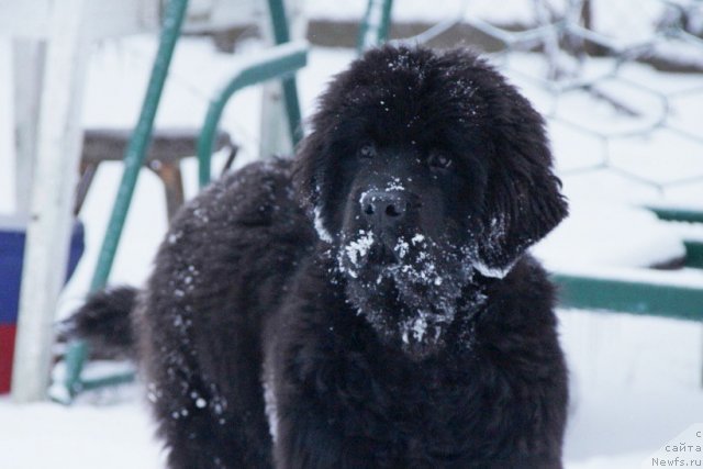 Фотография № 115832