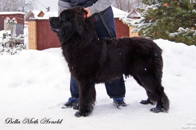 Фото: ньюфаундленд Бэлла Мосс Арнольд