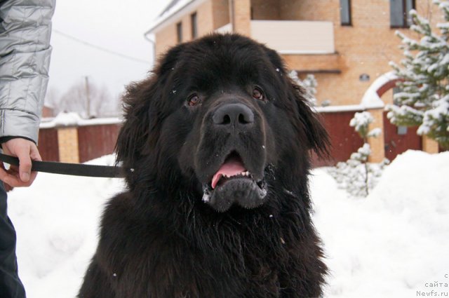 Фото: ньюфаундленд Бэлла Мосс Арнольд