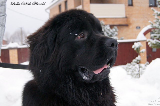 Фото: ньюфаундленд Бэлла Мосс Арнольд