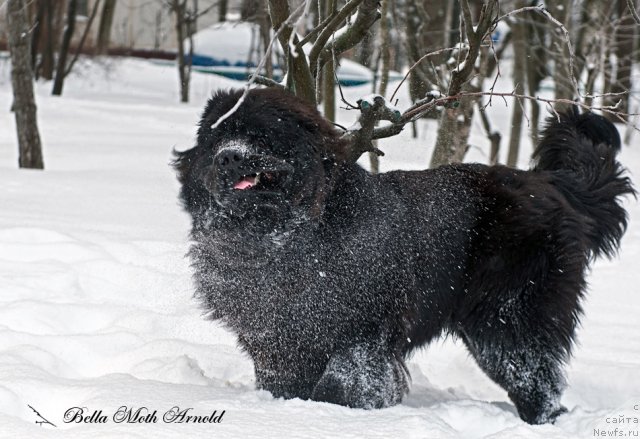 Фото: ньюфаундленд Бэлла Мосс Арнольд