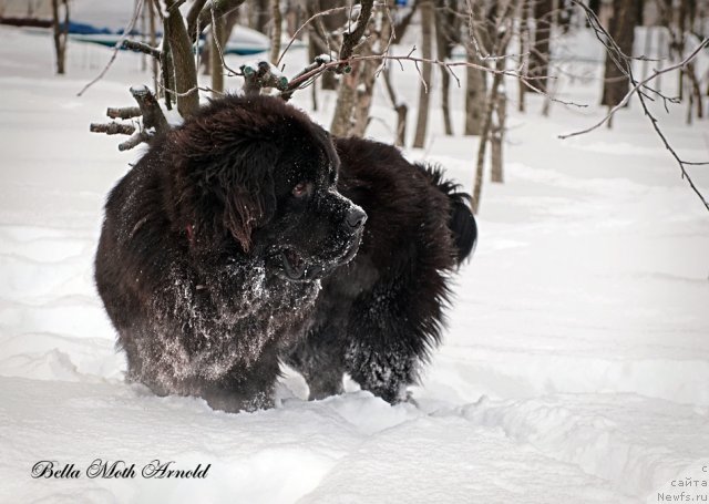 Фото: ньюфаундленд Бэлла Мосс Арнольд
