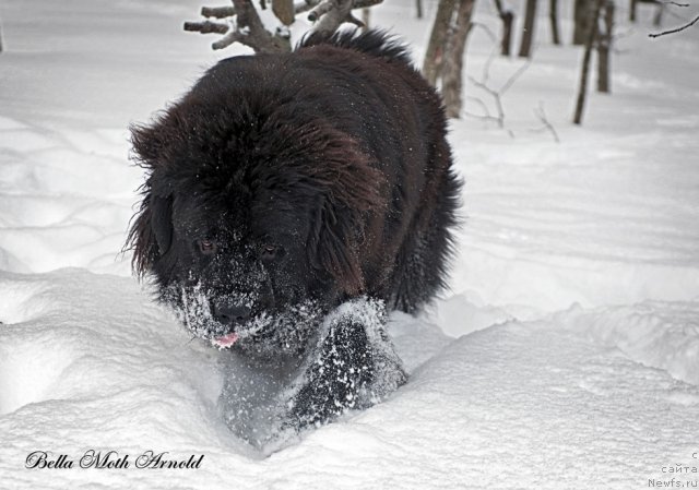 Фото: ньюфаундленд Бэлла Мосс Арнольд