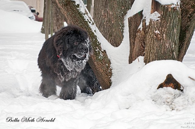 Фото: ньюфаундленд Бэлла Мосс Арнольд