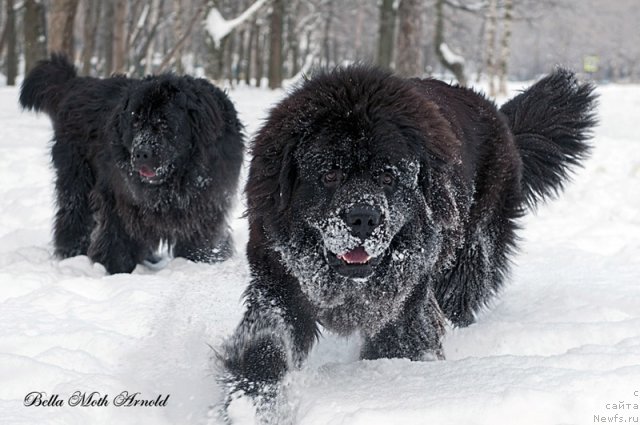 Фото: ньюфаундленд Бэлла Мосс Арнольд