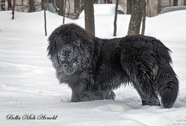 Фото: ньюфаундленд Бэлла Мосс Арнольд