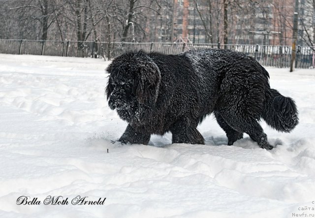 Фото: ньюфаундленд Бэлла Мосс Арнольд
