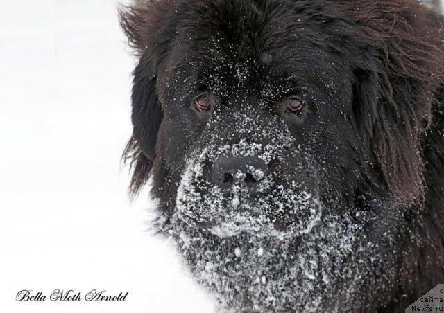Фото: ньюфаундленд Бэлла Мосс Арнольд