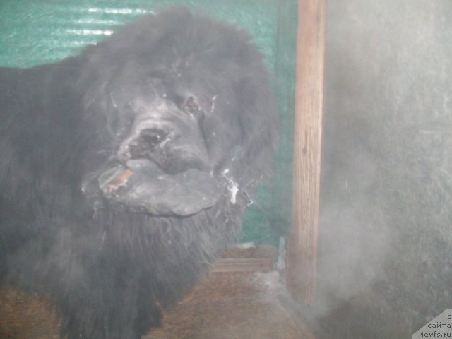 Фото: ньюфаундленд Карат из Медвежьего Яра (Karat iz Medvejyego Yara)