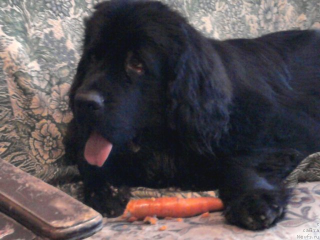 Фото: ньюфаундленд Орман из Золотого Треугольника