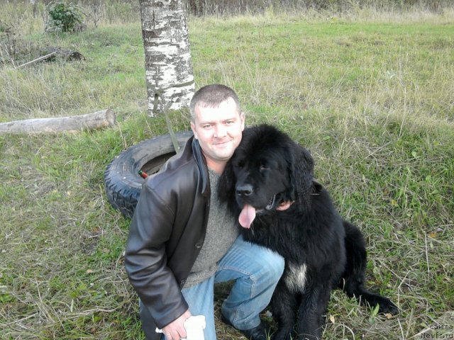Фото: ньюфаундленд Орман из Золотого Треугольника