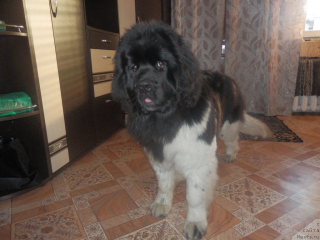 Фото: ньюфаундленд Фиаметтахауз Патриция