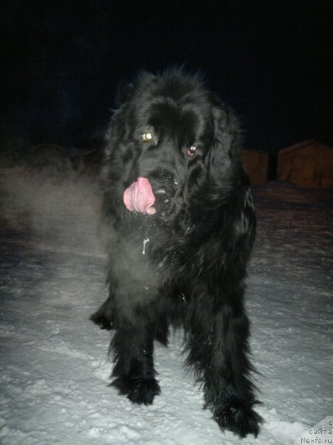 Фото: ньюфаундленд Мистер Ньюф от Марлеон Дусвик