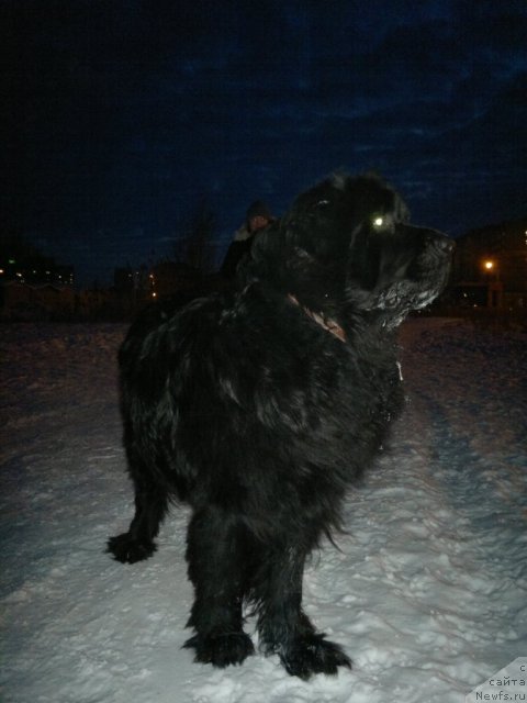 Фото: ньюфаундленд Мистер Ньюф от Марлеон Дусвик