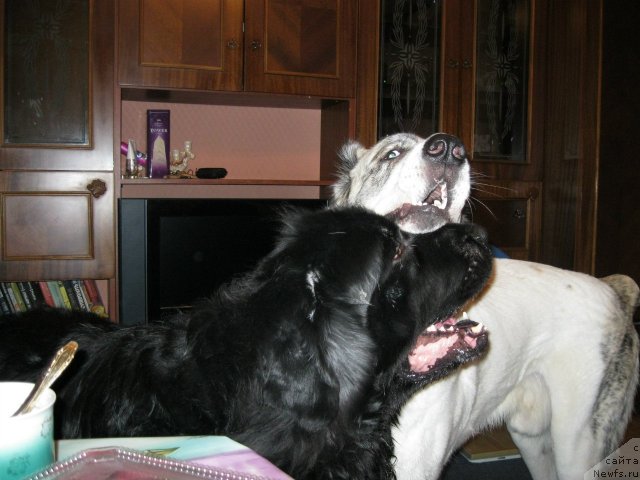 Фото: ньюфаундленд Мистер Ньюф от Марлеон Дусвик