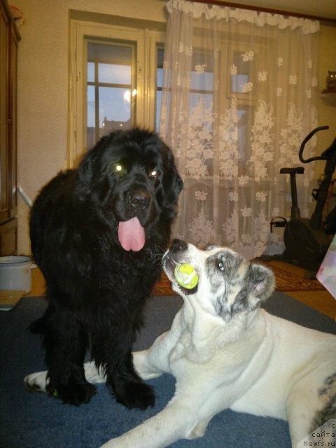 Фото: ньюфаундленд Мистер Ньюф от Марлеон Дусвик