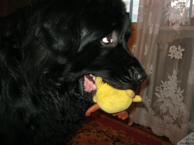 Фото: ньюфаундленд Мистер Ньюф от Марлеон Дусвик