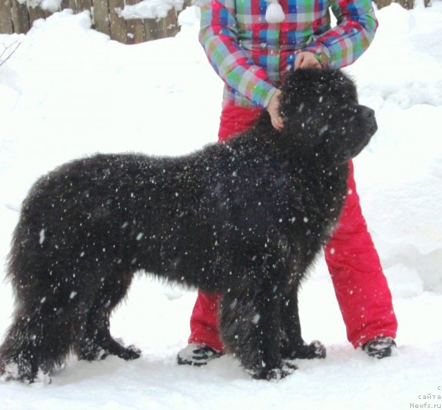 Фото: ньюфаундленд Very Fairweathers X'Got The Rhythm