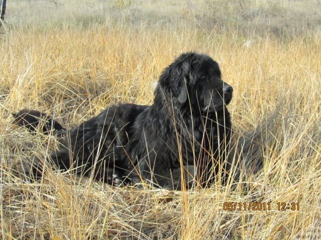 Фото: ньюфаундленд Царственный Емельян