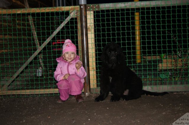 Фото: ньюфаундленд Руби Шайн из Медвежьего Яра (Ruby Shine iz Medvejyego  Yara), доча Лера