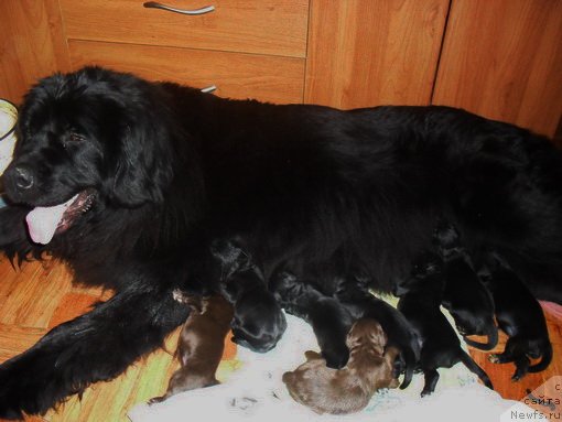 Фото: ньюфаундленд Танита