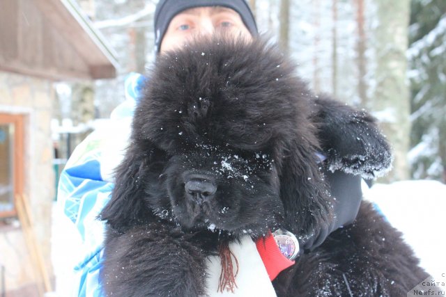 Фото: ньюфаундленд Дак Прайд Виттон (Dark Pride Vuitton)