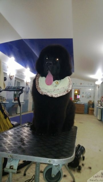 Фото: ньюфаундленд Thickish Newfoundland Waterfall Land's Only