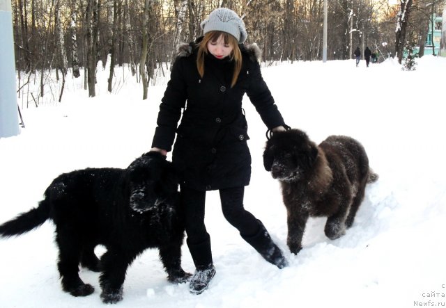 Фото: ньюфаундленд Аманси