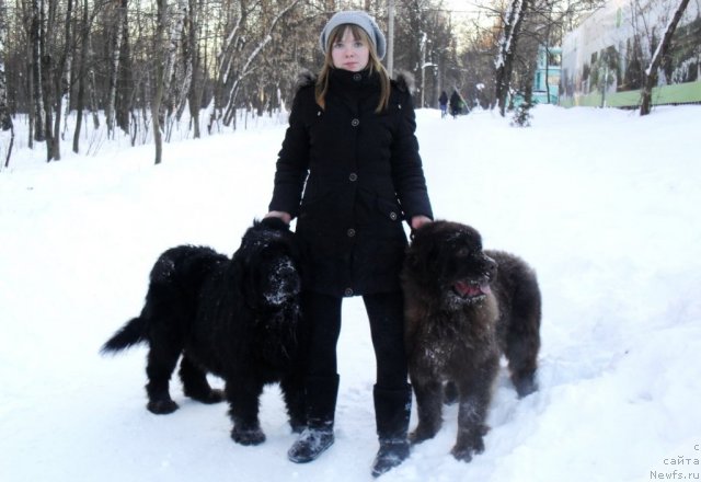 Фото: ньюфаундленд Аманси