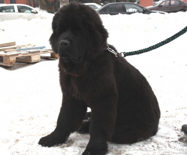 Фотография № 115968