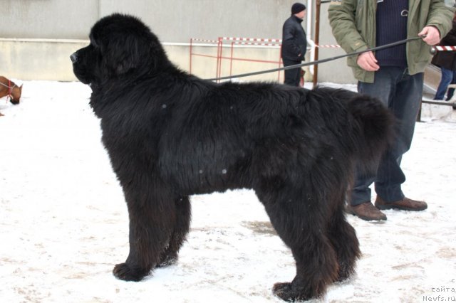 Фотография № 115972