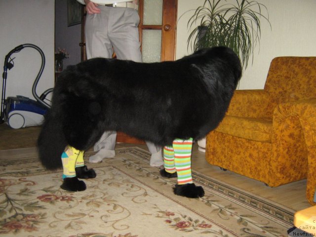 Фото: ньюфаундленд Порш Кайен (Porsche Cayene)