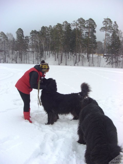 Фото: ньюфаундленд Акин Соул София